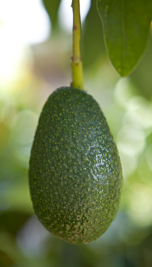 palta-web