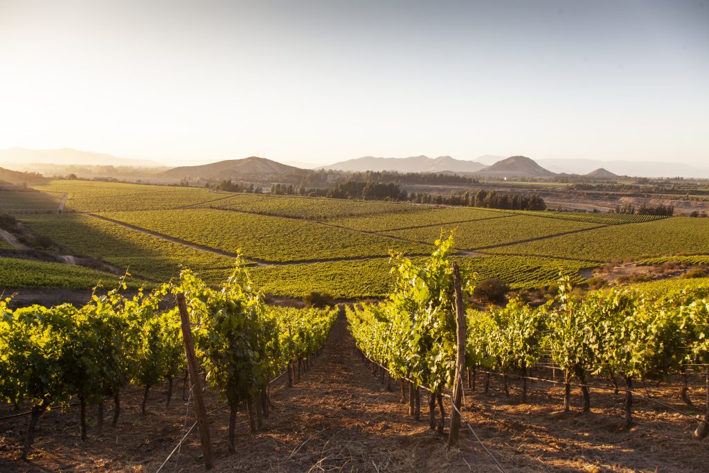 Besoain Wines