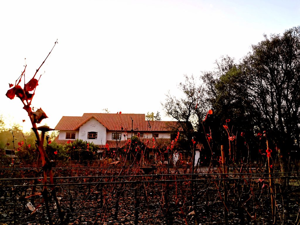 Caviahue Wines