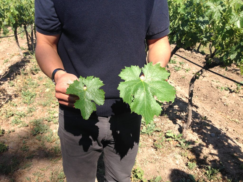 Tour Besoain Single Vineyards