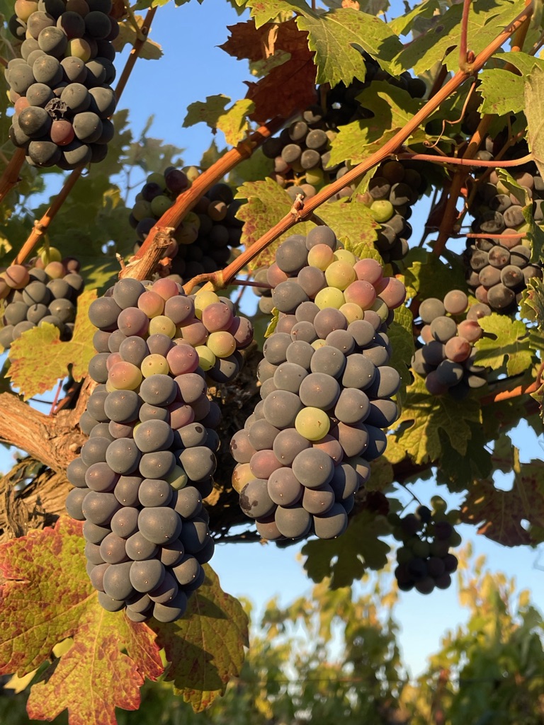 Viña Cacique Maravilla