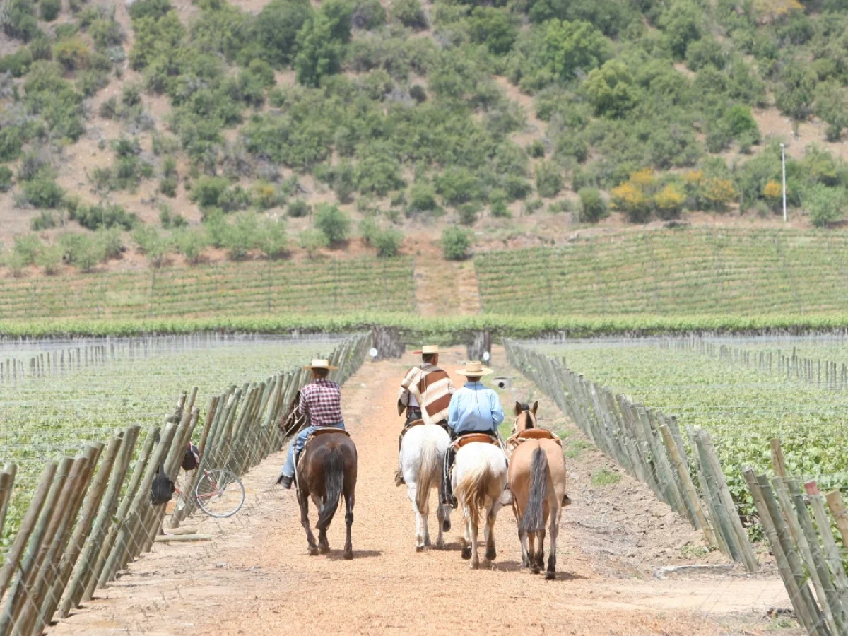 Ruta del Vino del Valle de Colchagua