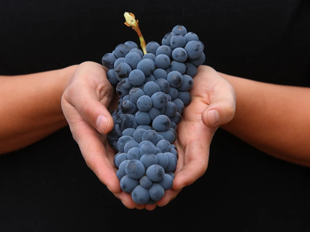 Valle-de-Colchagua-004