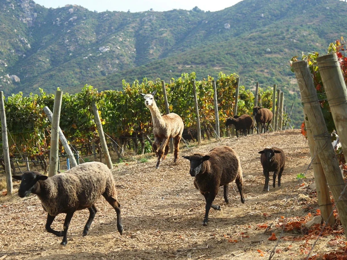 Enoturismo en el Valle de Colchagua