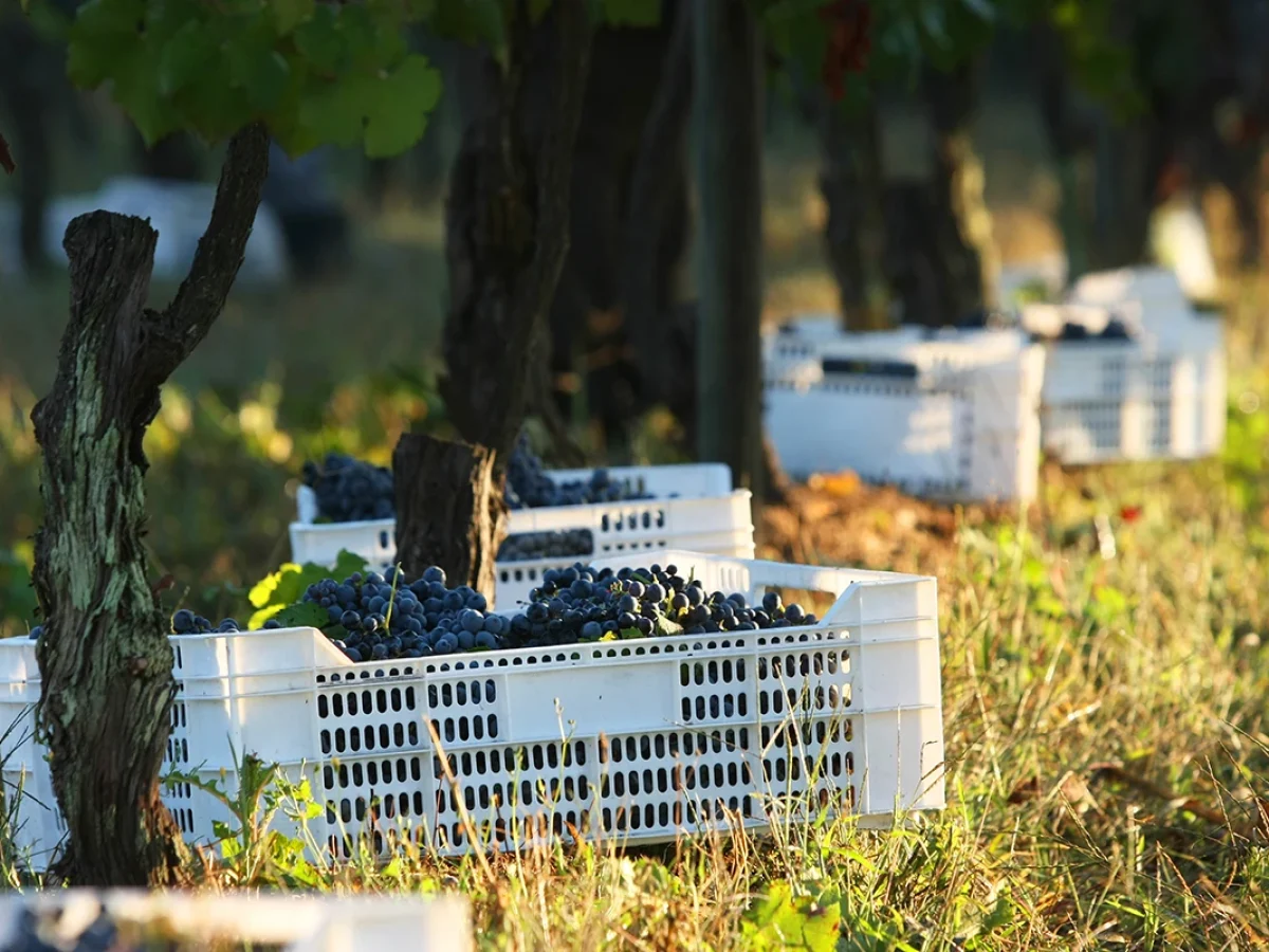 Cosecha Carmenere, Valle de Curicó