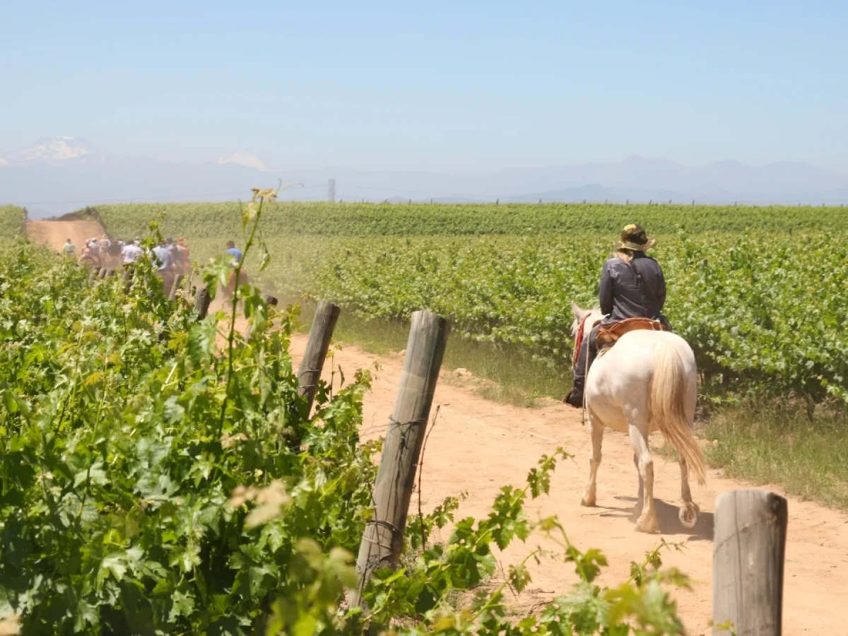 Cabalgata en Viña San Pedro, Valle de Curicó