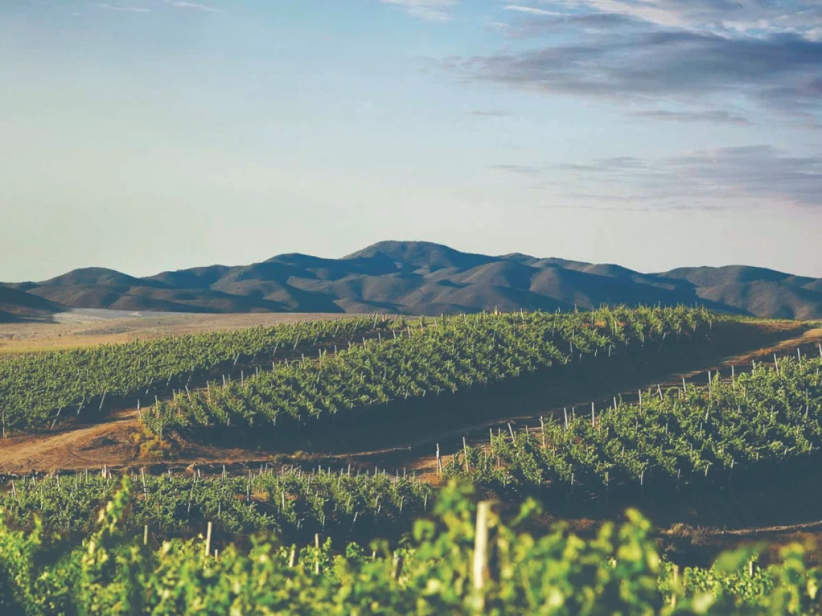 Viñedos en el Valle del Limarí