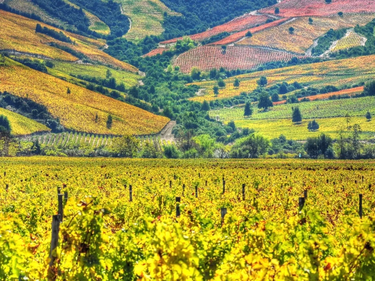 Viñedos en el Valle de Leyda
