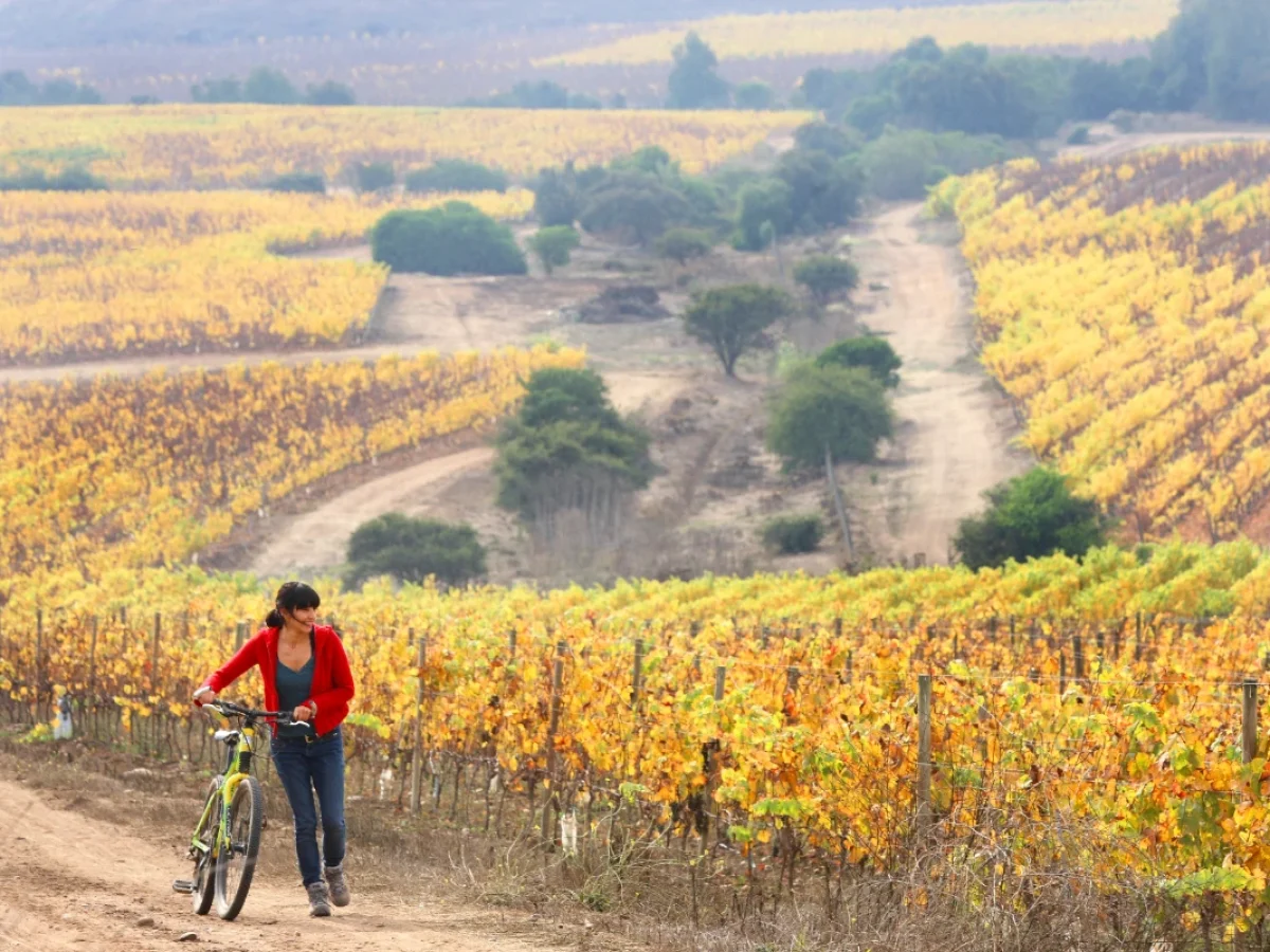 Enoturismo en el Valle de Leyda