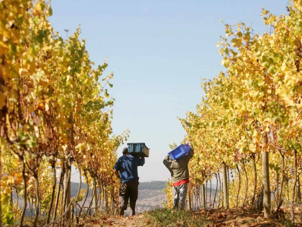 Viñedos en el Valle de Leyda