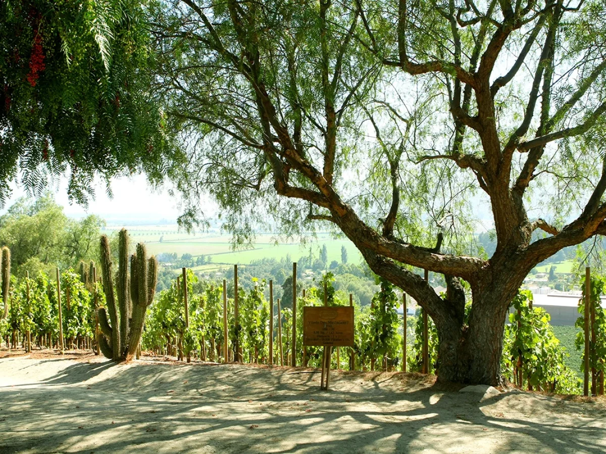 Viña Errazuriz, Valle del Aconcagua