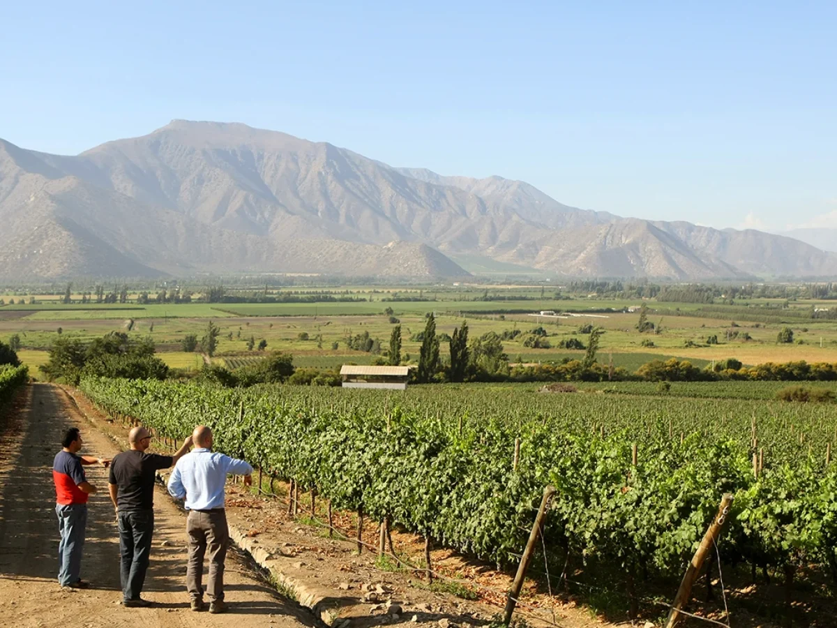 Viña von Siebenthal, Panquehue, Valle del Aconcagua