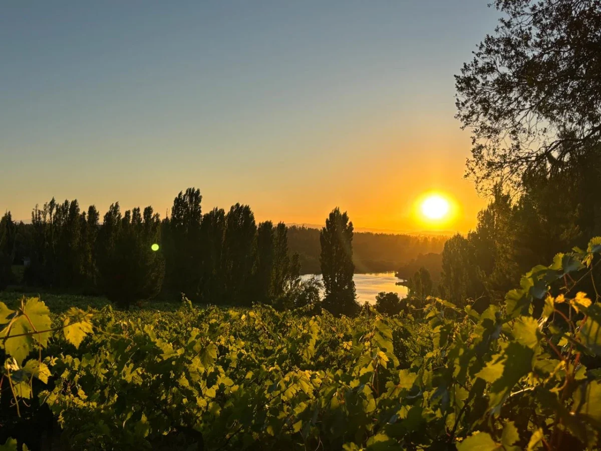 Viña Las Almendras, Valle del Biobio