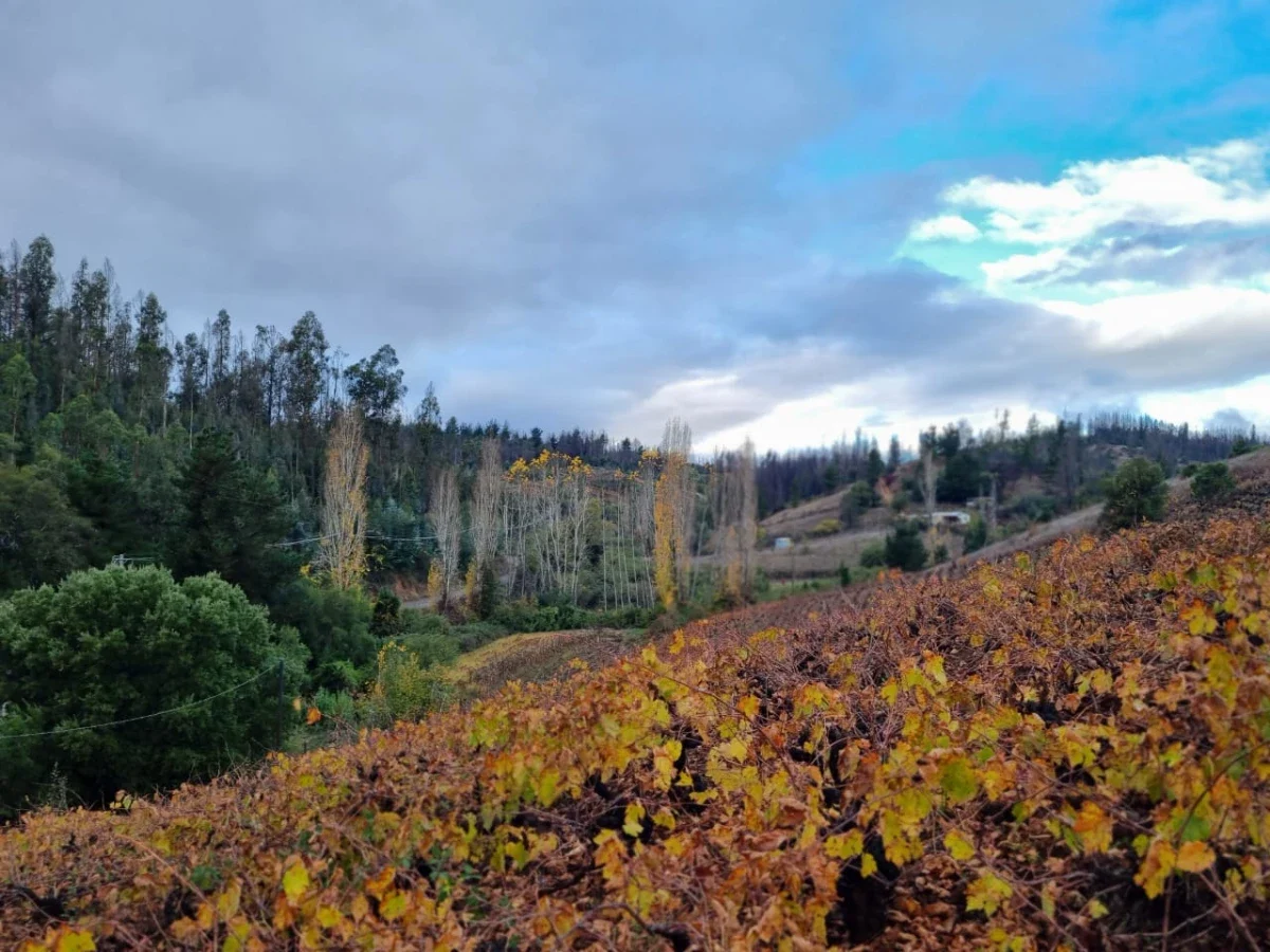 Viñas del Valle del Biobio