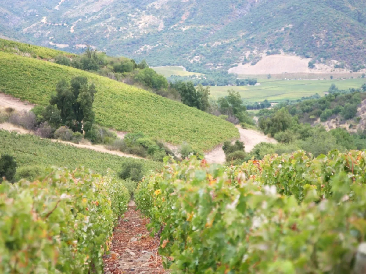 Viñedos en el Valle del Cachapoal
