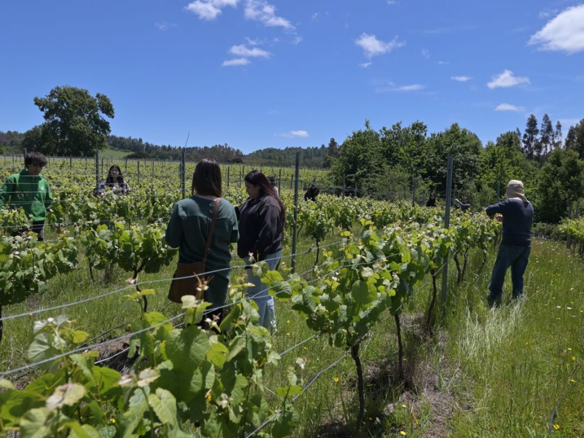Viña y Bodegas Quimey, Valle del Cautín