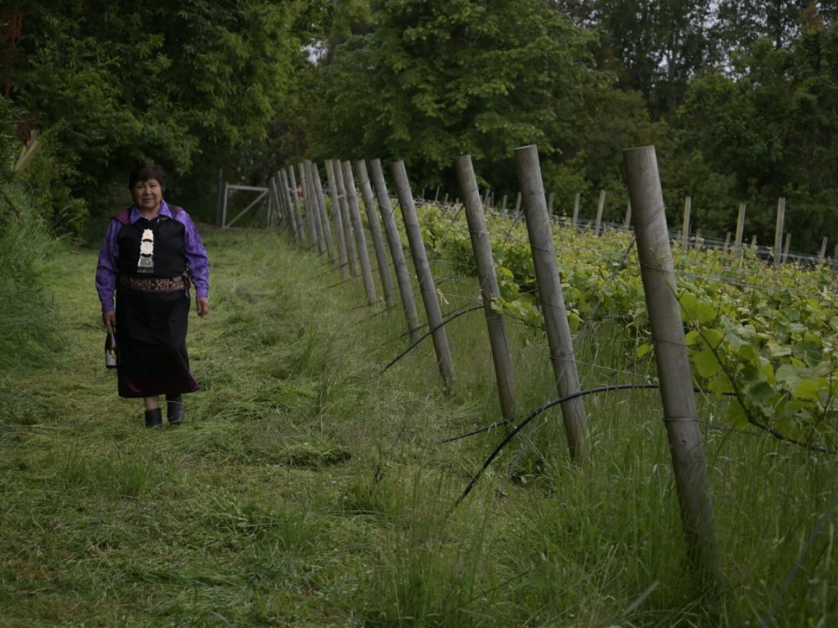 Viña Huampuhue, Valle del Cautín