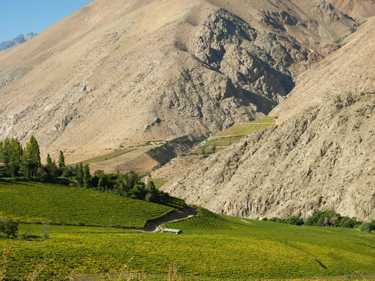Viñedos en el Valle de Elqui