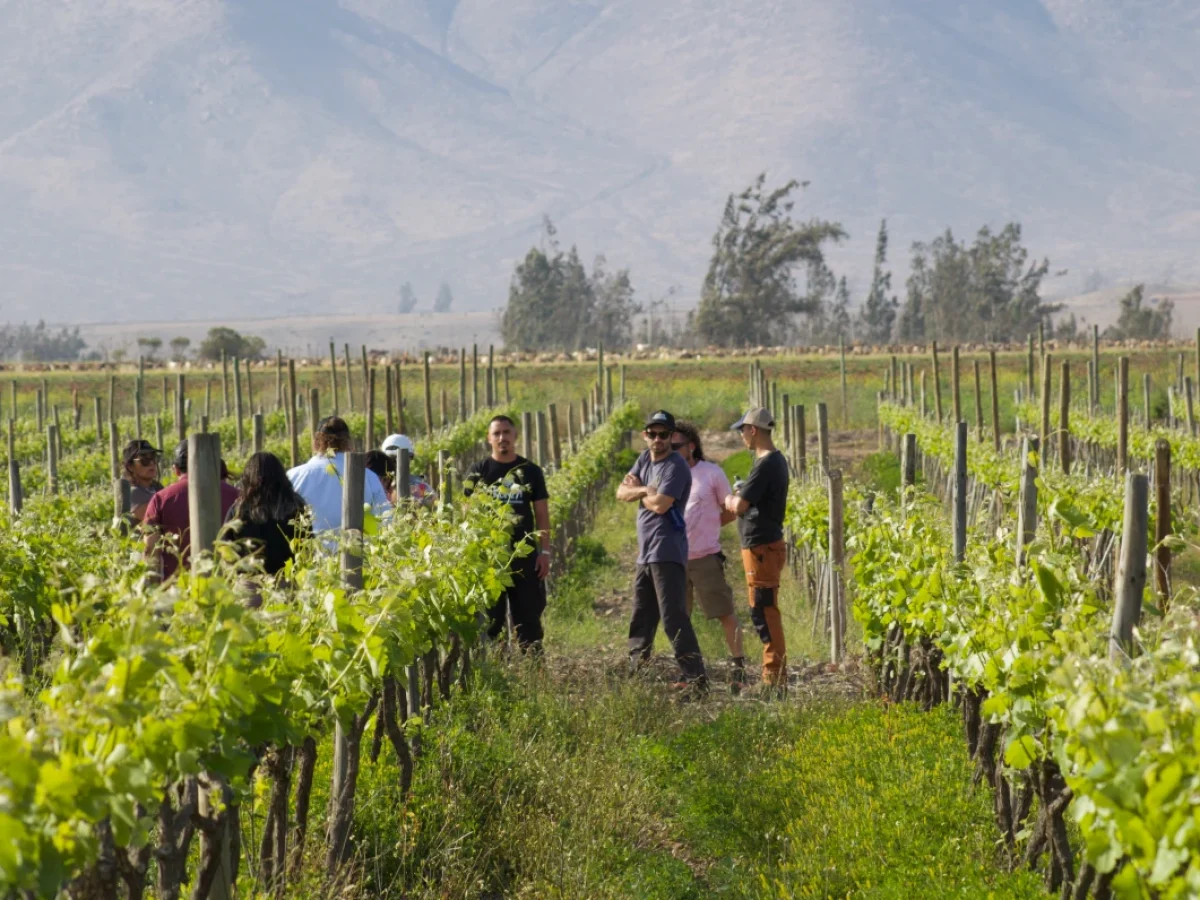 Viña Kunza, Valle del Huasco