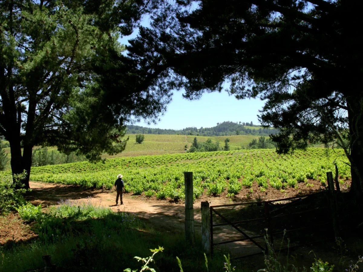 Valle-del-Itata-004