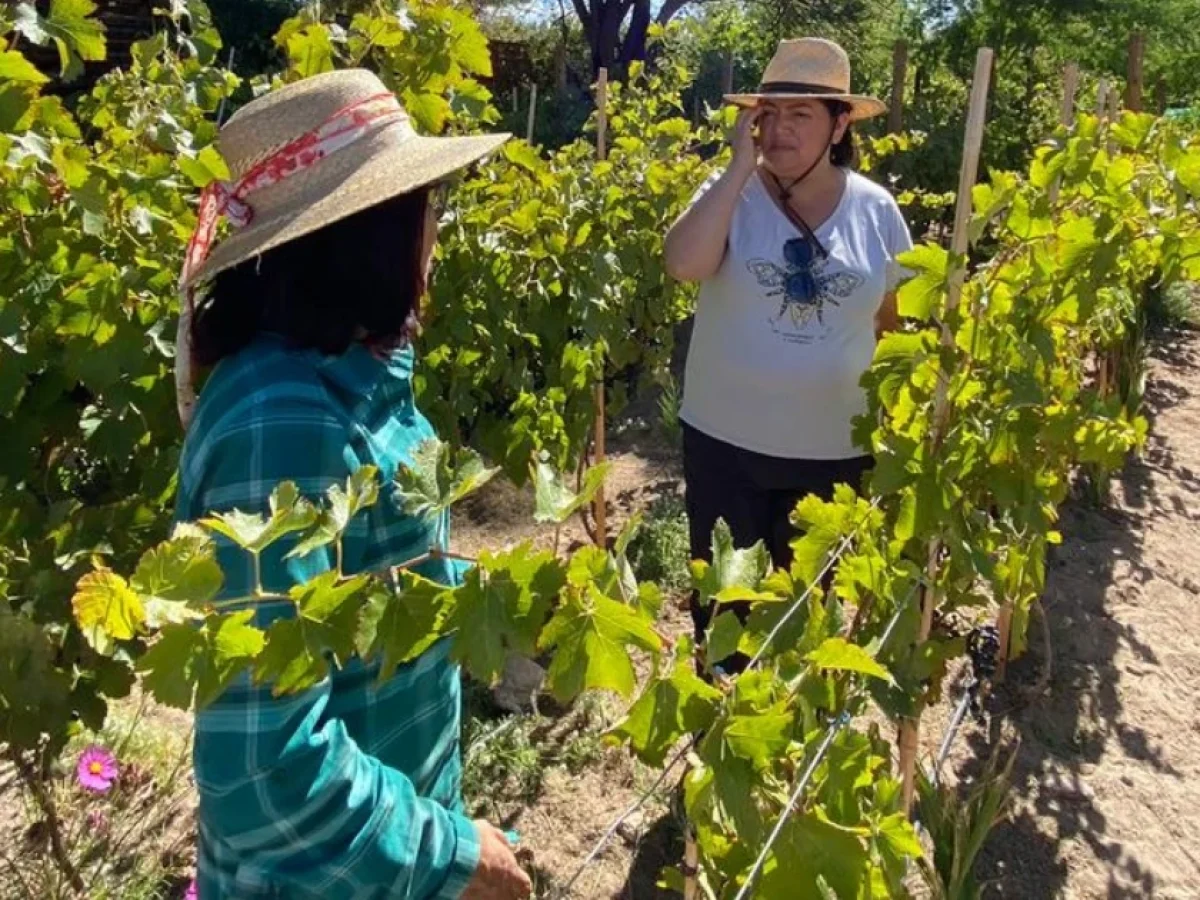 Viña Ayllú, Valle del Jere