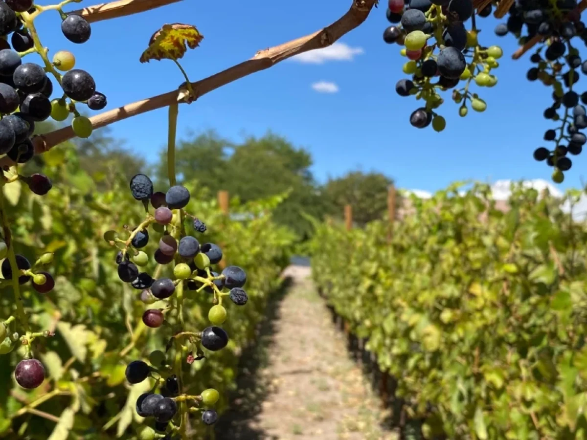 Vides en el Valle del Jere