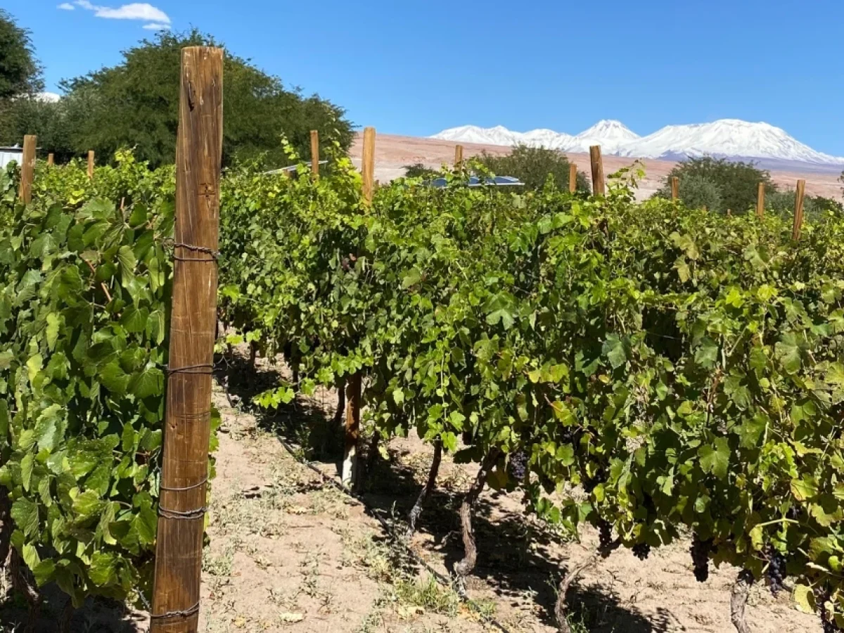 Viñedos en el Valle del Jere