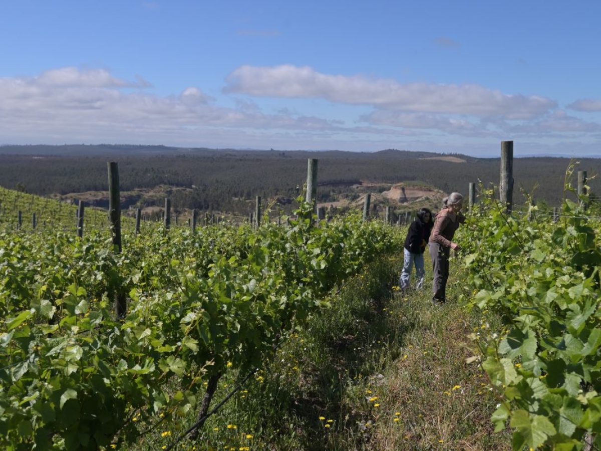 Viñedos de Viña Cavallieri, Valle del Malleco