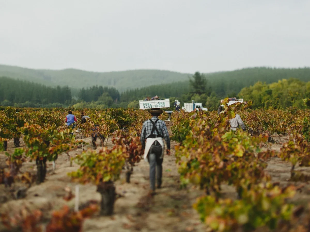 Vendimia País Salvaje, Valle del Maule