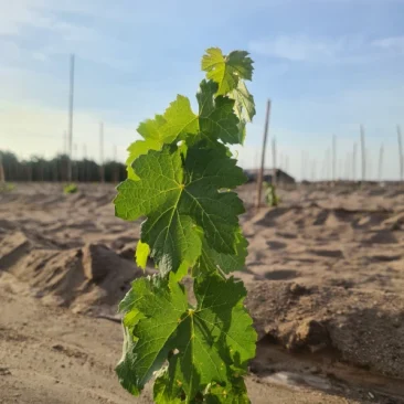 Valle-del-Tamarugal-000