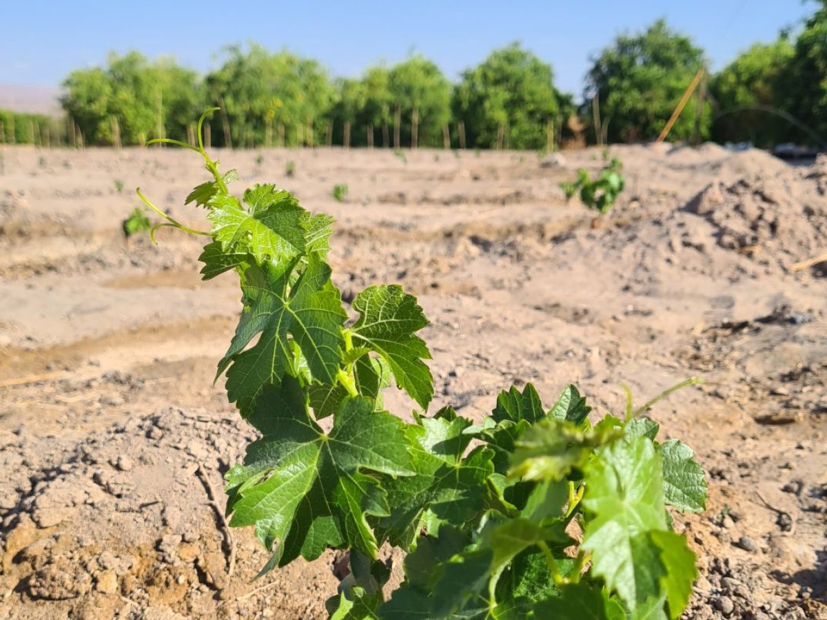 Vid en la Pampa del Tamarugal