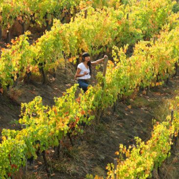 Viñedos en el Valle del Aconcagua