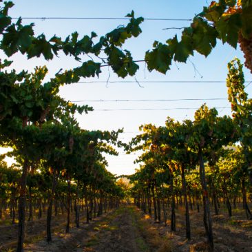 circulo-valle-choapa