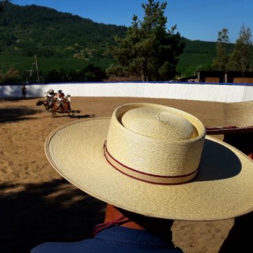 Rodeo en el Valle del Itata