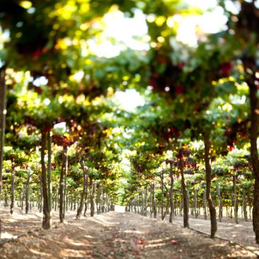 Viñedos en el Valle del Limarí