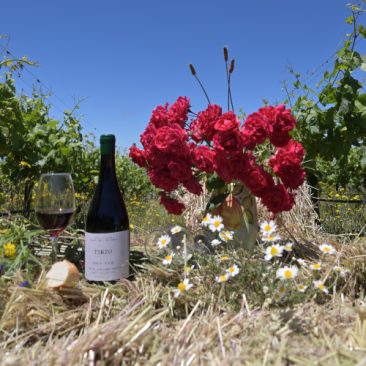 Viña Cavallieri, Valle del Malleco