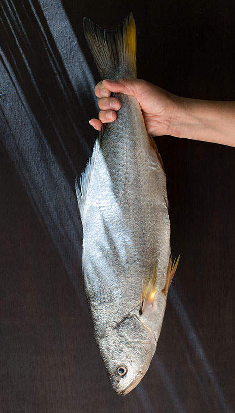corvina-web
