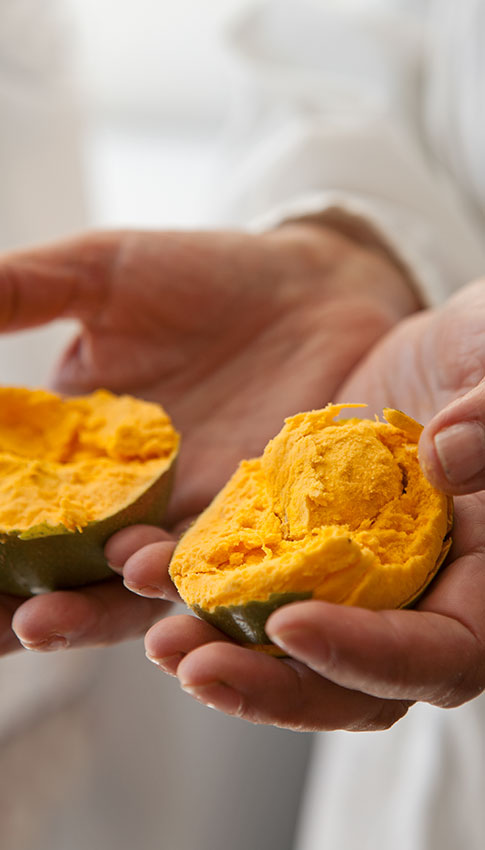 lucuma-web