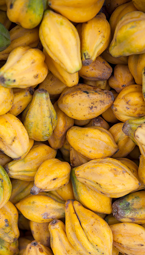 papaya-web