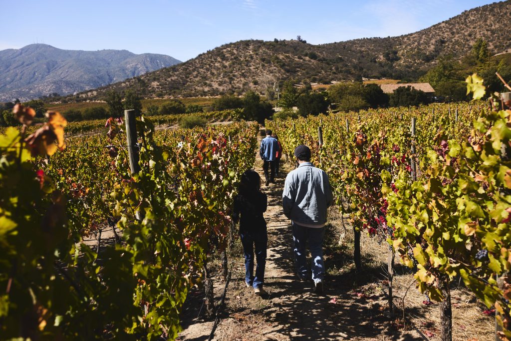 Experiencia Viñedos Clos de Luz