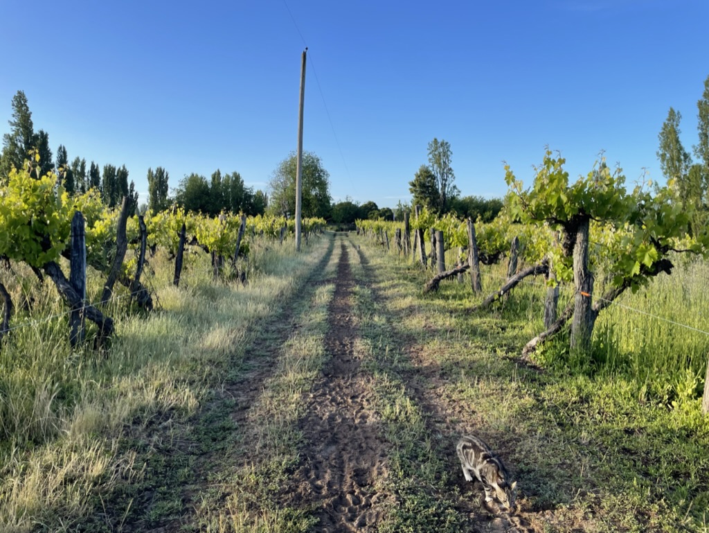 Tour Viñedo Cava y Bodega