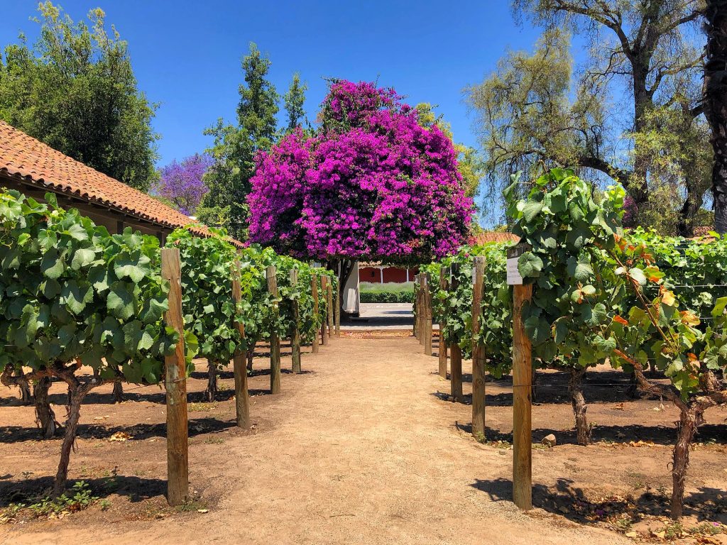 Tour Premium Carmenere