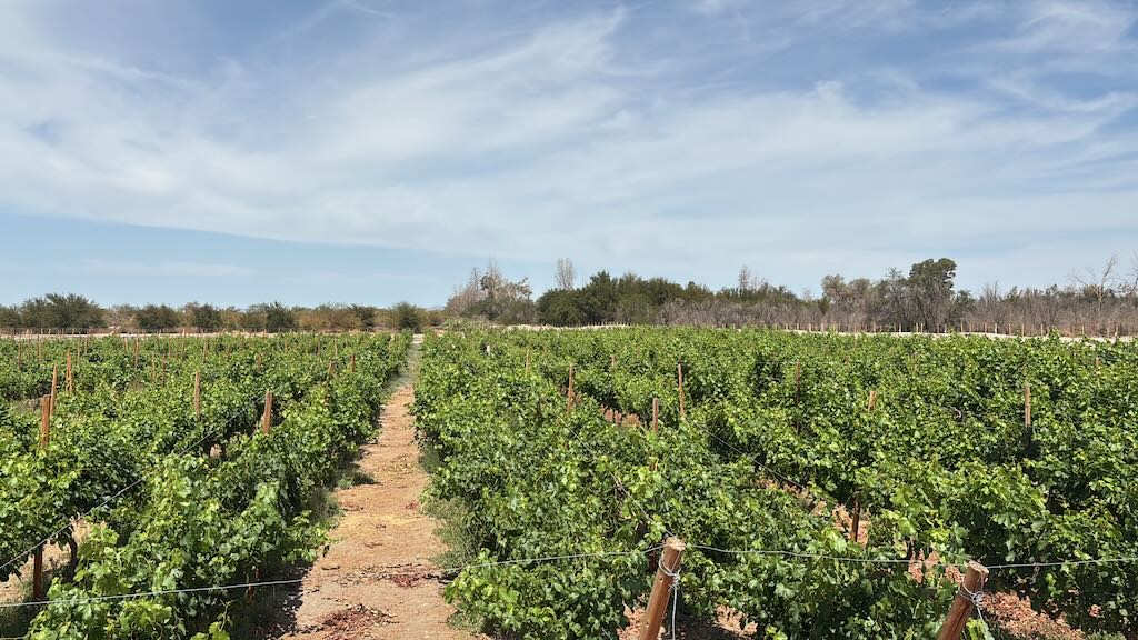 parras de viña canchones, en pampa del tamarugal