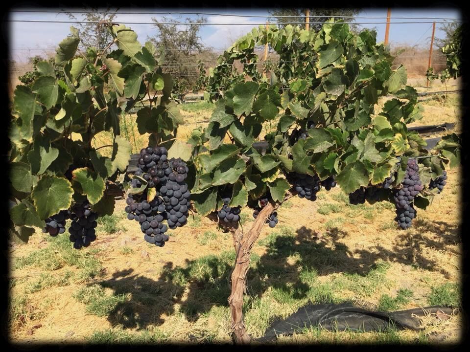 parras con uvas de vino del desierto