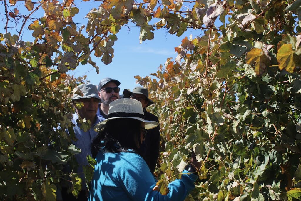 parras de viña canchones en vino del desierto, pampa del tamarugal