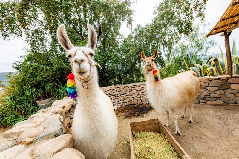 Visitas y actividades interactivas con animales autóctonos