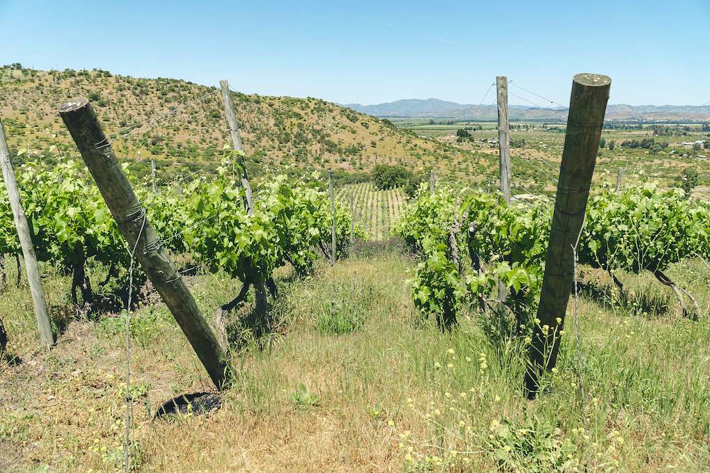 Tour Día del Vino