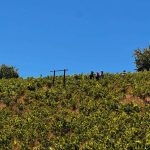 Actividades en valle del itata, enoturismo