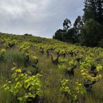 Viñedos con tours en valle del itata