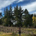 Recorridos guiados por viñedos en valle del itata